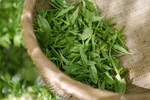 July Gardening in the Southeast: 7 Essential Tasks for Fall Harvest