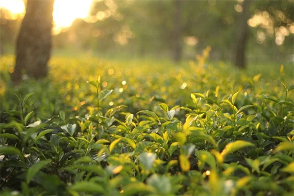 August Gardening Tasks for the Upper Midwest: Done For You